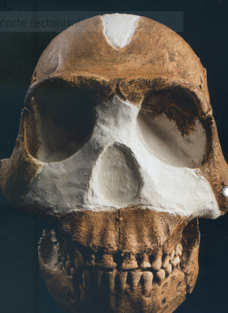 Homo-naledi.-Sudáfrica DISEÑO INTELIGENTE Y EVOLUCIONISMO MATERIALISTA.